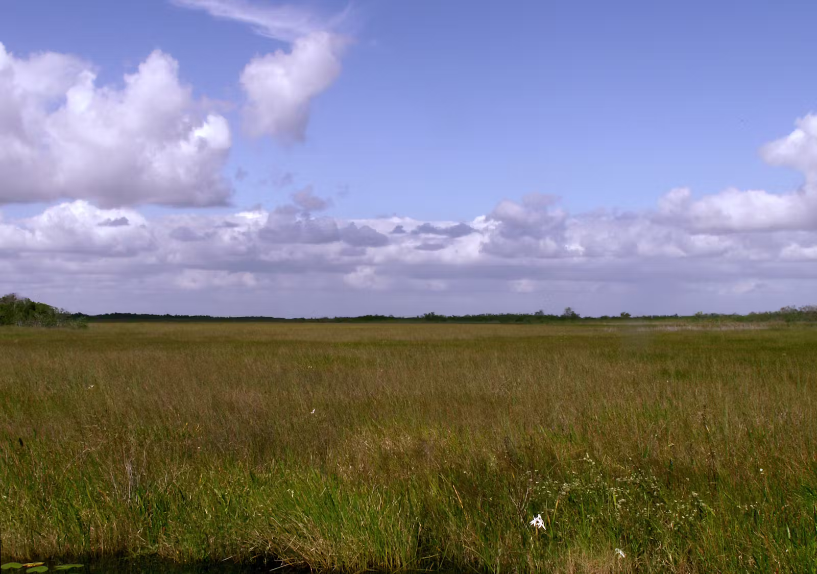 Grasslands, FL